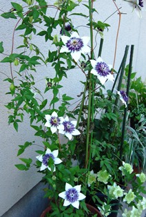white & purple.JPG